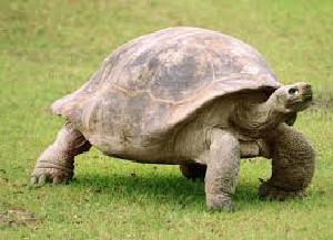 tortuga.jpg
